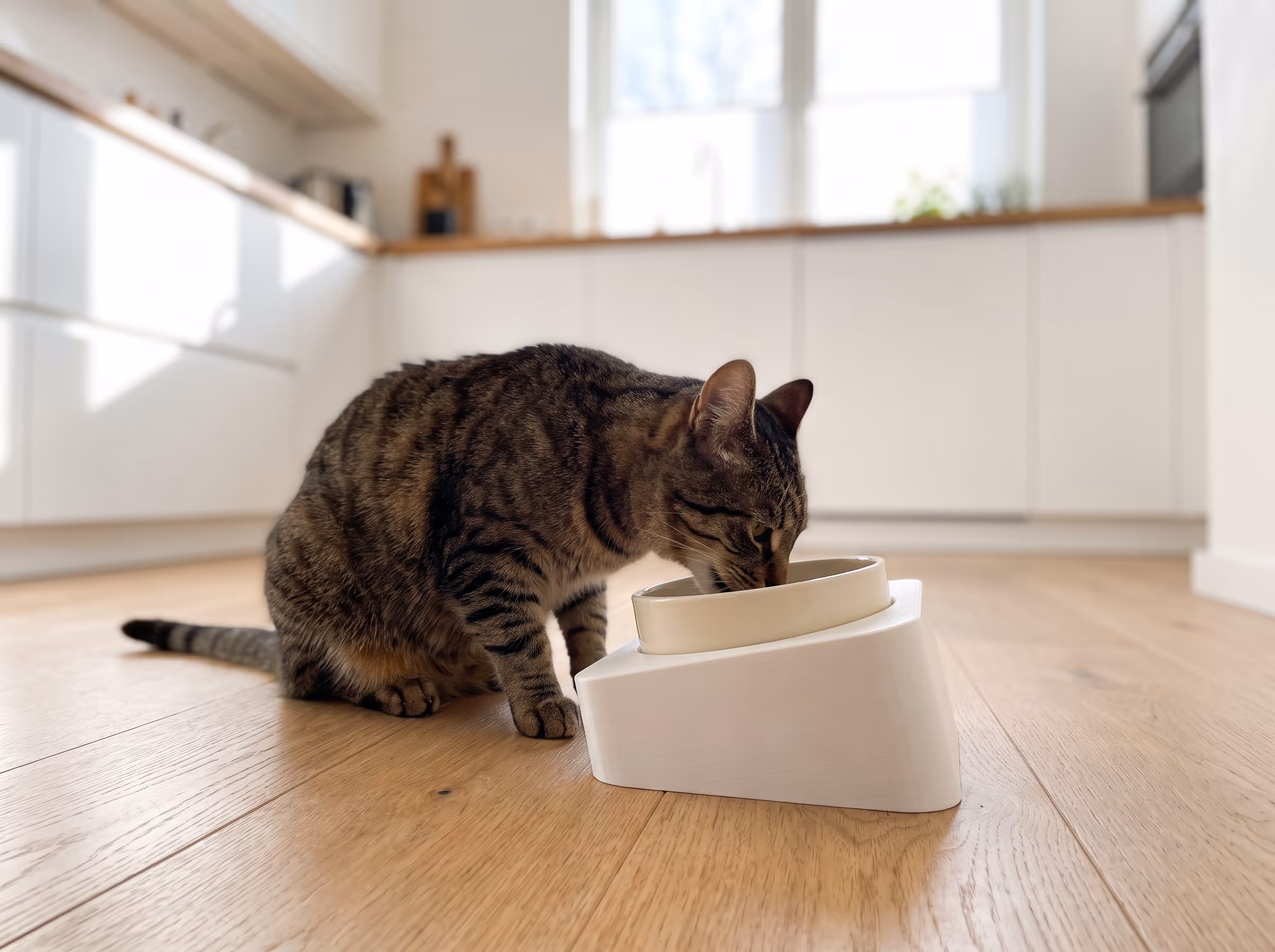Gatto che mangia dal rialza-ciotola inclinato
